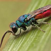 Ruby Tailed Wasp 1 